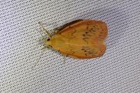 Miltochrista miniata
