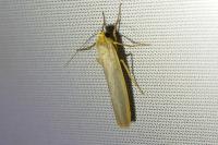 Manulea complana