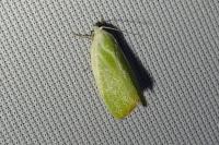 Earias clorana