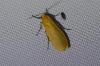 Wittia sororcula