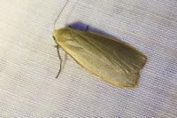 Katha depressa