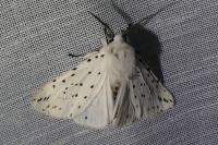 Spilosoma lubricipeda