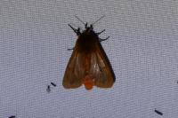 Phragmatobia fuliginosa