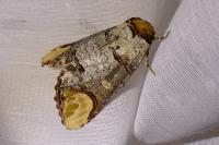 Phalera bucephala