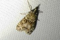Eudonia mercurella