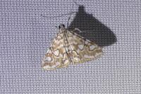 Elophila nymphaeata