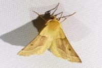 Crocallis elinguaria