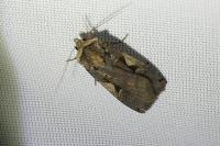 Xestia c-nigrum