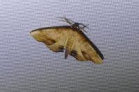 Plagodis dolabraria