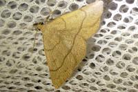 Paracolax tristalis