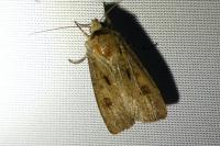 Agrotis exclamationis