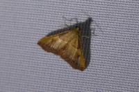 Endotricha flammealis