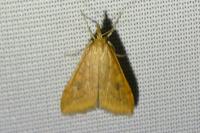 Udea ferrugalis