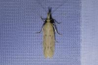 Ematheudes punctella