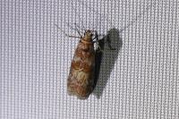 Phycita roborella
