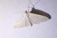 Idaea subsericeata