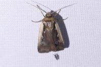 Ochropleura plecta
