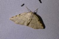 Stegania trimaculata