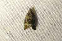 Celypha lacunana