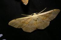 Idaea aversata