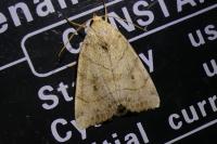 Cosmia trapezina