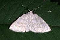 Cabera exanthemata