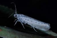 Yponomeuta rorrella