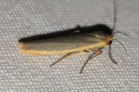 Manulea complana