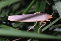 Eilema caniola