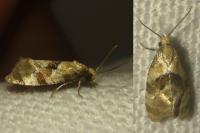 Phalonidia manniana