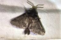 Thaumetopoea processionea