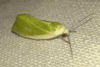 Earias clorana