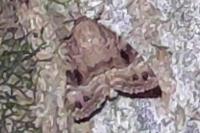 Amphipyra pyramidea