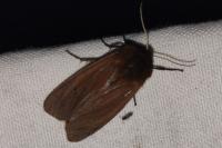 Phragmatobia fuliginosa