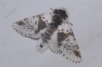 Furcula bicuspis