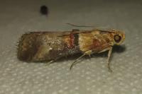 Acrobasis tumidana