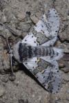 Furcula bicuspis