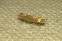 Phyllonorycter