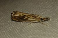 Catoptria verellus