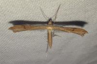 Stenoptilia