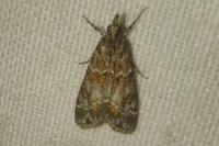 Eudonia mercurella