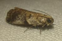 Acrobasis fallouella/glaucella