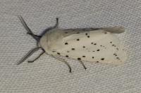 Spilosoma lubricipeda