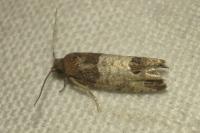 Spilonota ocellana