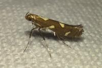 Calybites phasianipennella