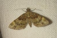 Gymnoscelis rufifasciata