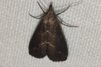 Schrankia costaestrigalis