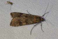 Nomophila noctuella