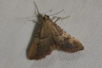 Endotricha flammealis