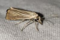 Chrysoteuchia culmella